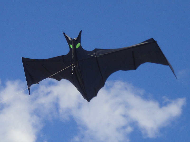 Drachen Fledermaus